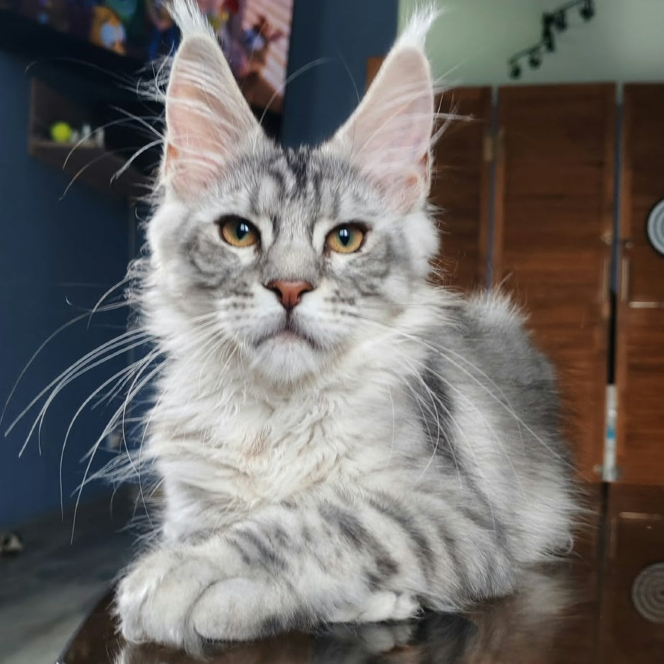 Rachel Maine Coon female, black silver tabby