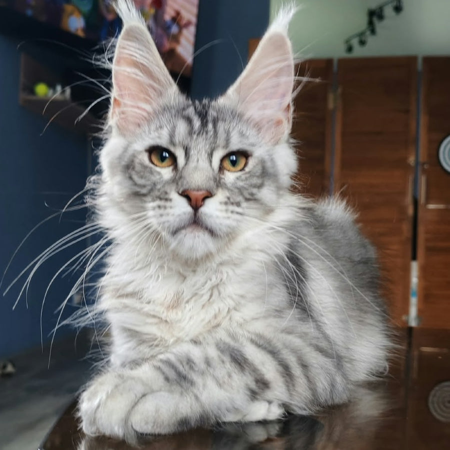 Rachel Maine Coon female, black silver tabby