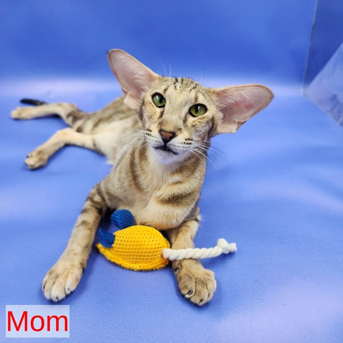 Zachary Oriental Shorthair male, red spotted tabby