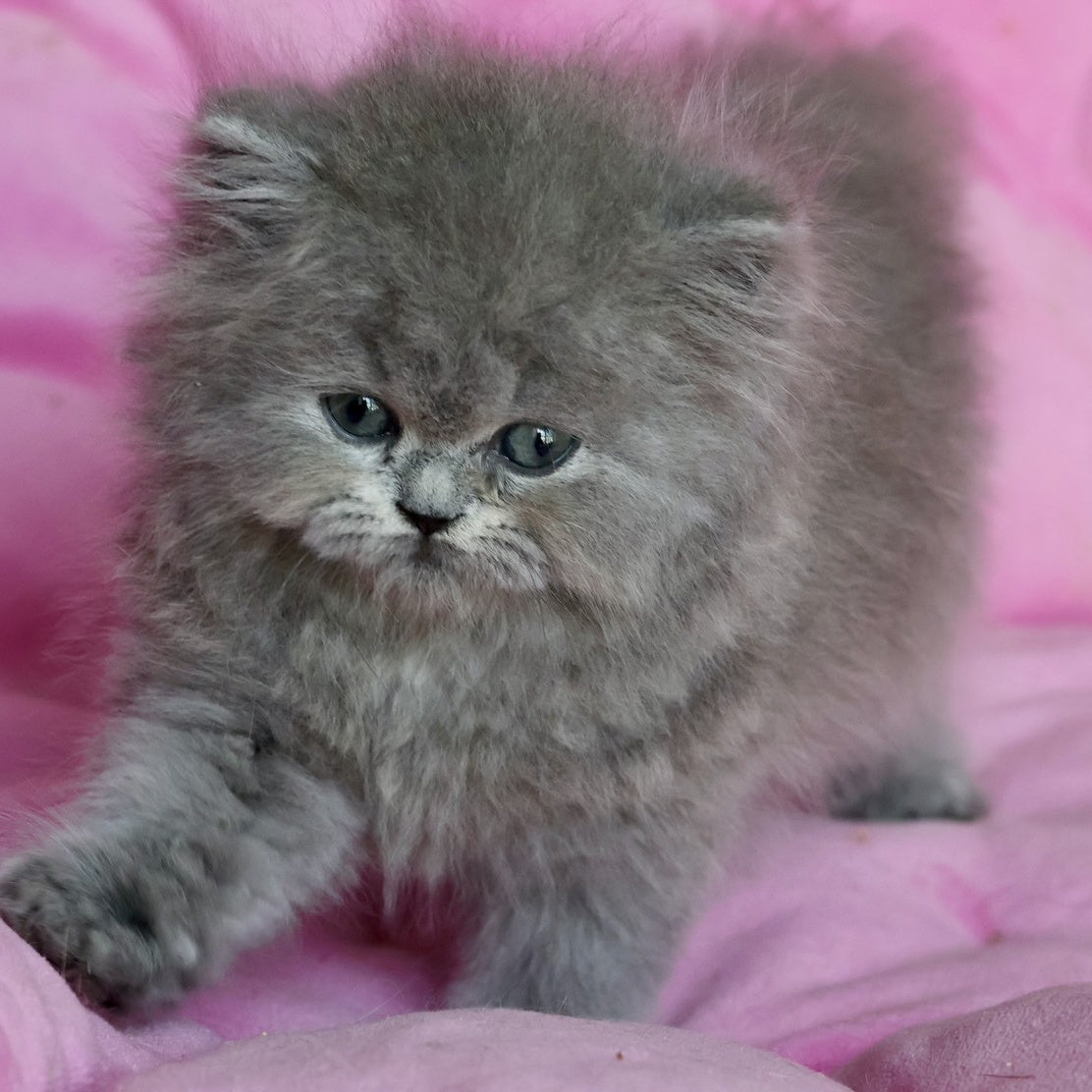 Xavia British Longhair female, blue