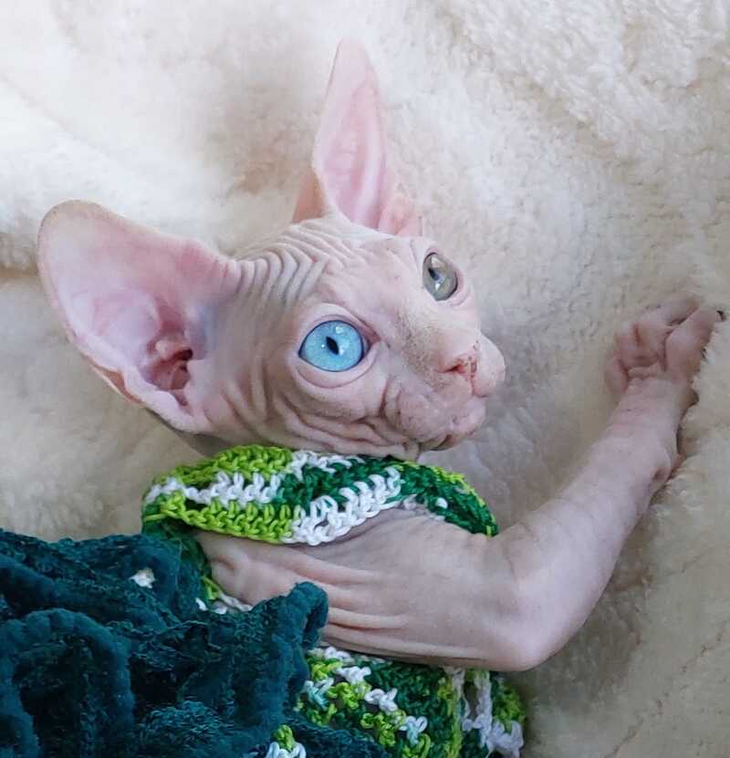 Tina Canadian Sphynx female, white