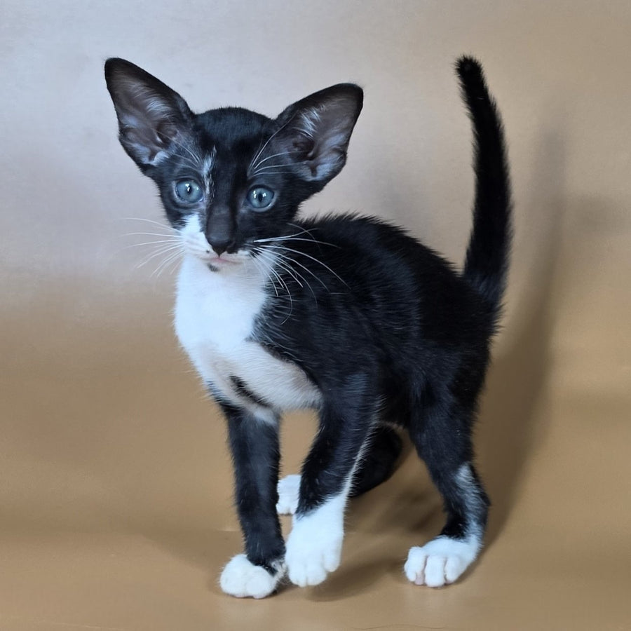 Daphne Oriental Shorthair female, black bicolour