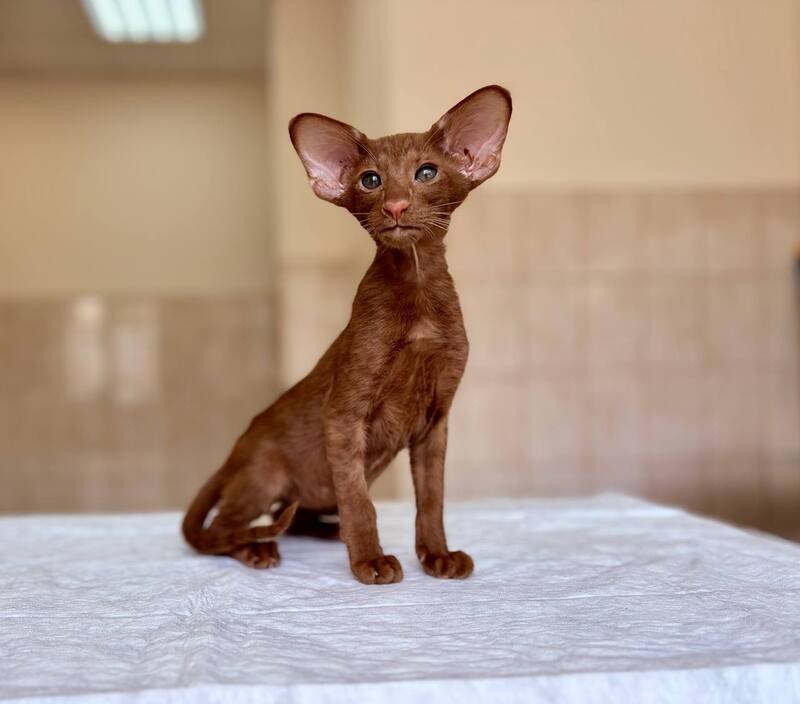Rivz Oriental Shorthair male, cinnamon