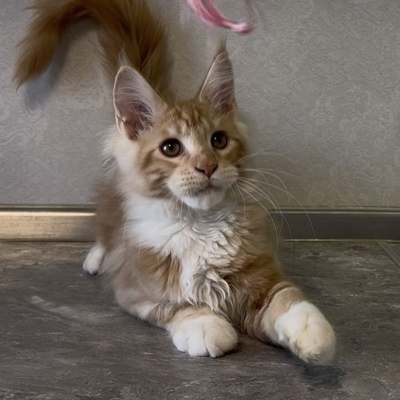 Adam Maine Coon male, red with white