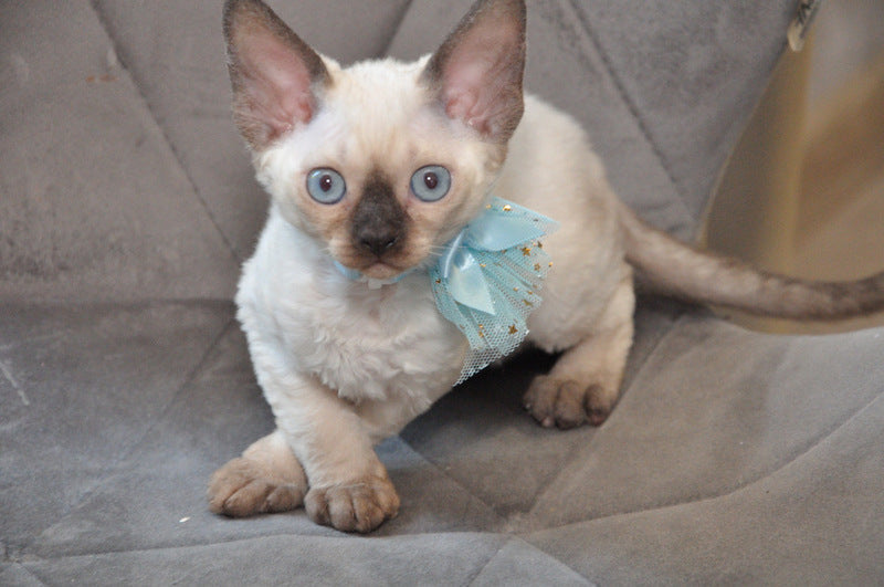 Terra Devon Rex female black pointed - live animals
