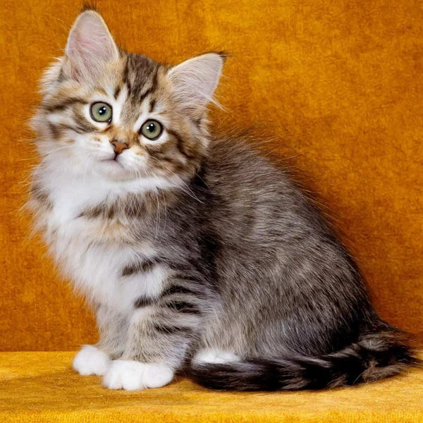 Iveria Siberian female, black with white spotted tabby