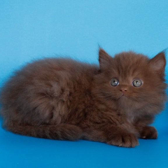 Alvaro Scottish Straight male, cinnamon