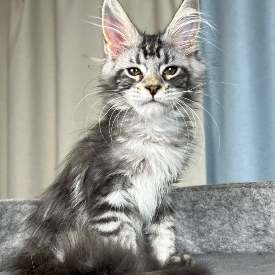 Quincy Maine Coon female, black silver tabby