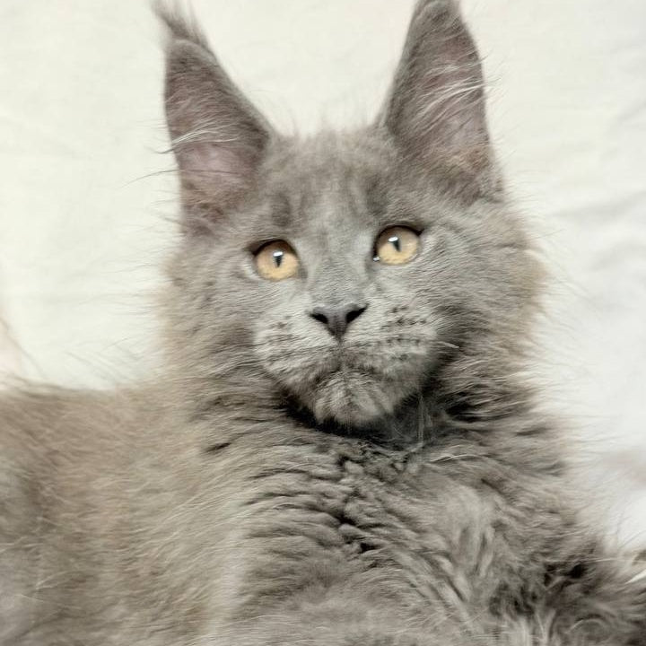 Gatsby Maine Coon male, blue silver