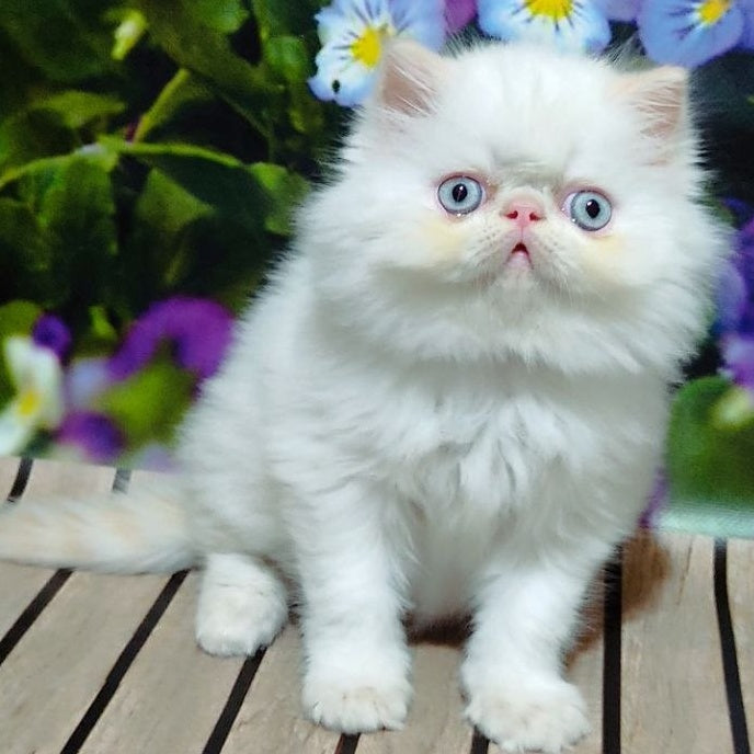 Sultan Persian male, cream pointed