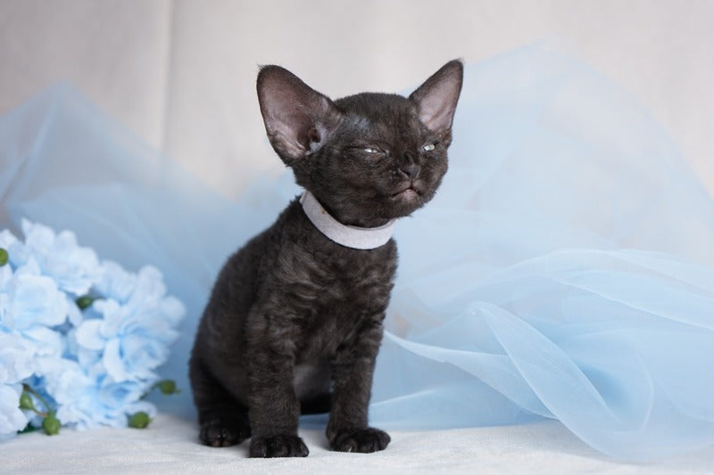 Oniks Devon Rex male, black