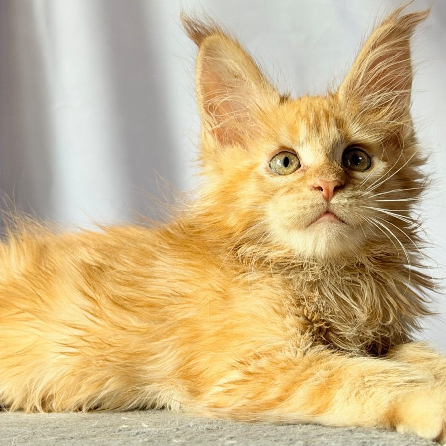 Nexus Maine Coon polydactyl 7x6x6x6 male, red
