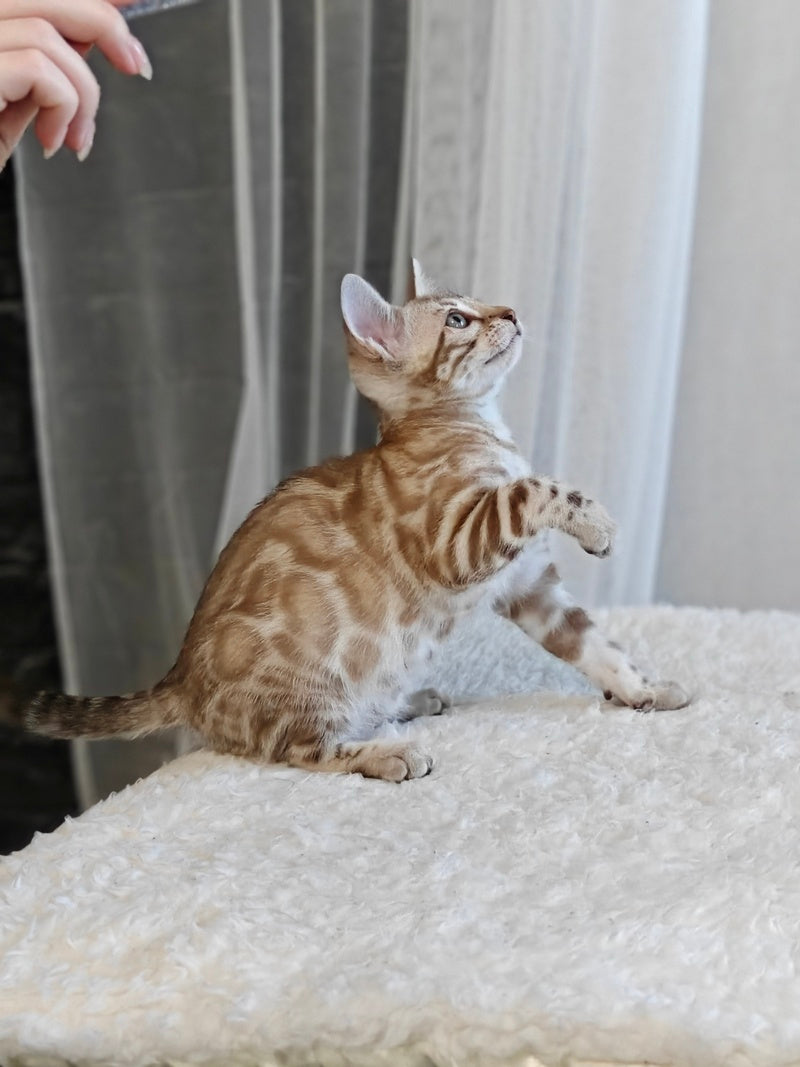 Helen Bengal female black spotted tabby pointed - live animals