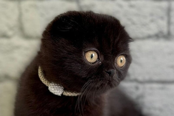 Felicia Scottish Fold female black live animals