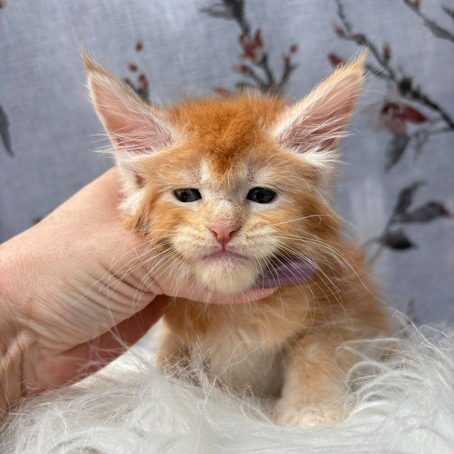 Chiko Maine Coon male, red silver ticked tabby
