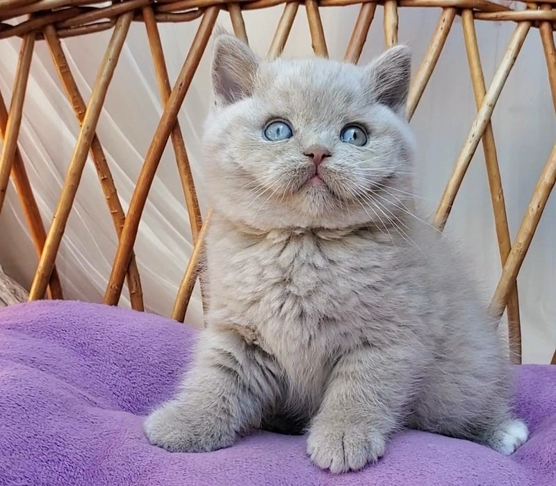 Xenon British Shorthair male, fawn