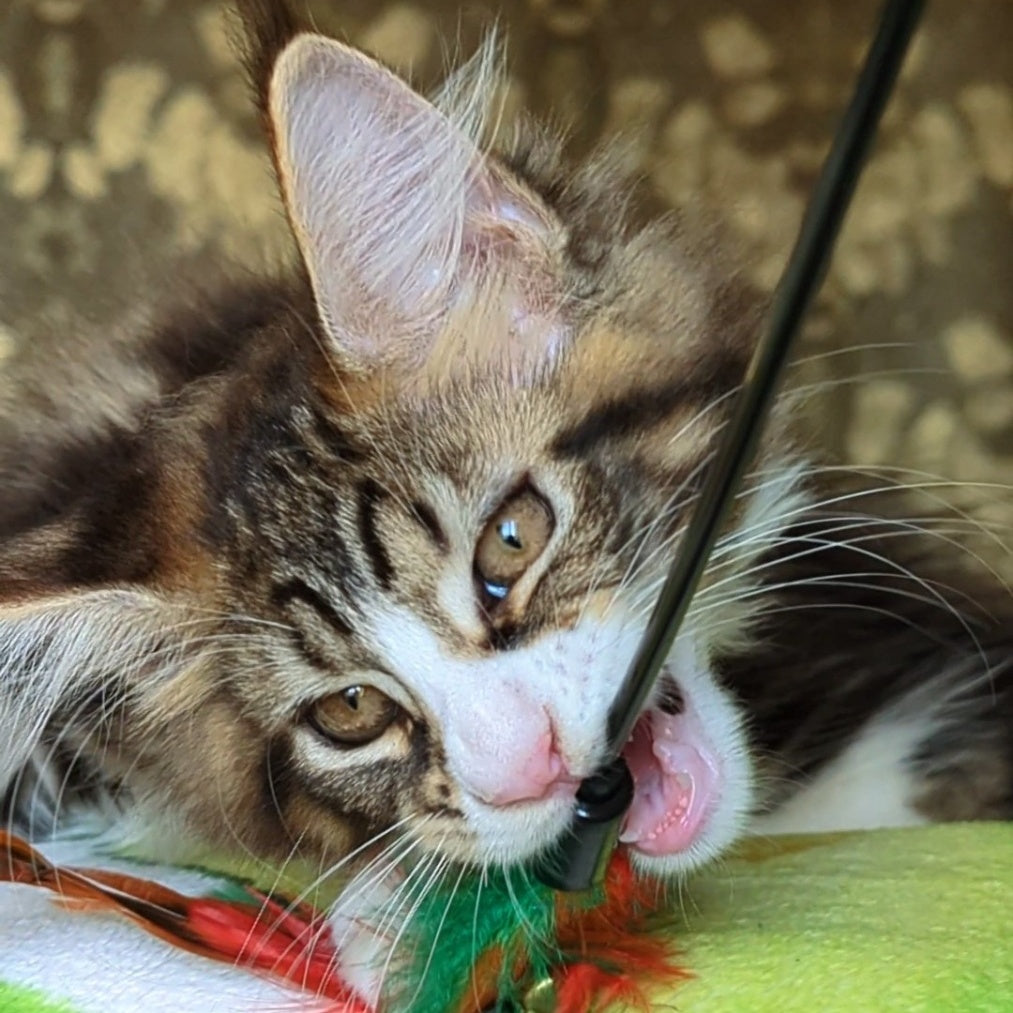 Haridvari Maine Coon female, black tabby with white