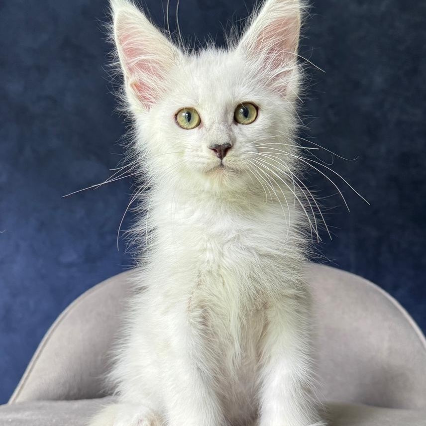 Yoshi Maine Coon male, black silver shaded