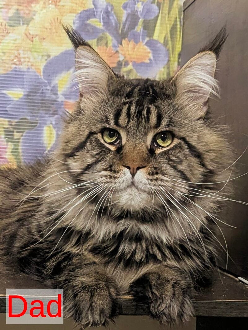 Ursalina Maine Coon female, black silver tabby