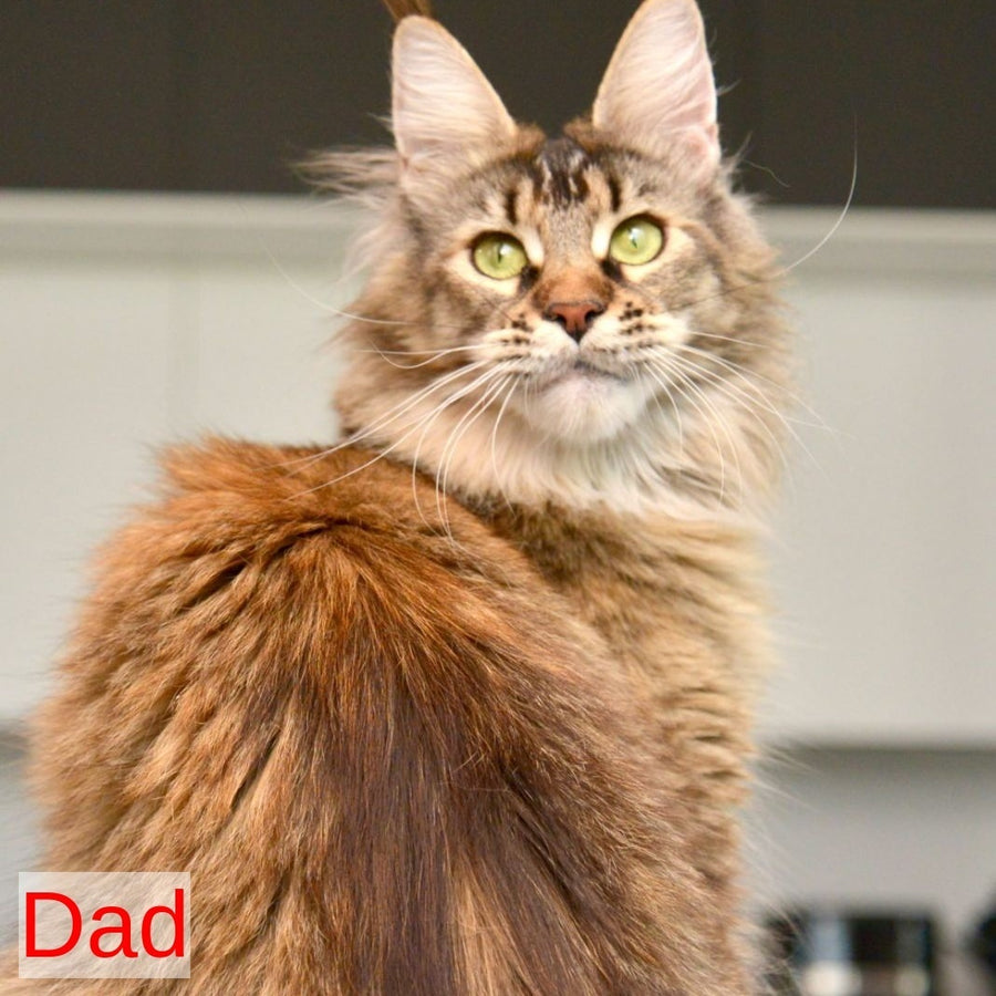 Ylariel Maine Coon male, red ticked tabby
