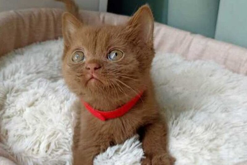 Felichita British Shorthair female cinnamon - live animals