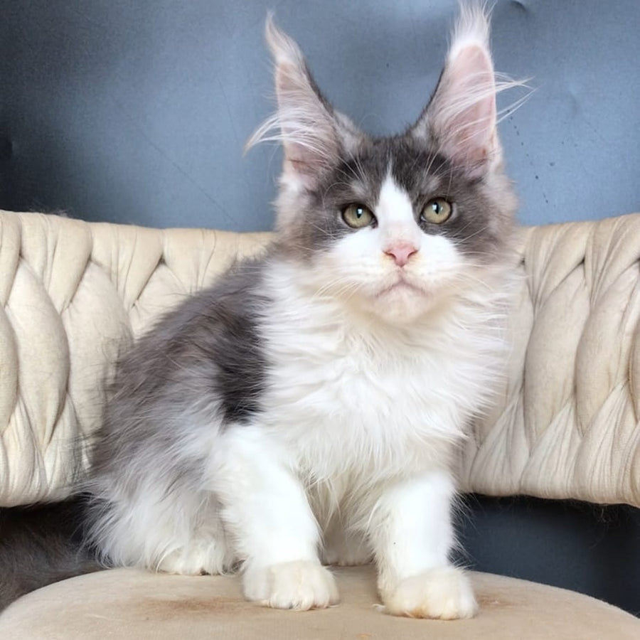 Casanova Maine Coon male, black silver bicolour