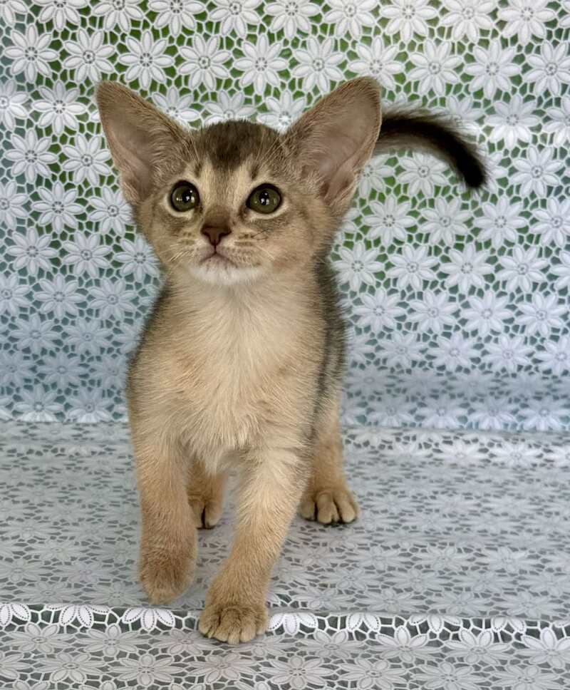 Zhasmin Abyssinian female blue - live animals