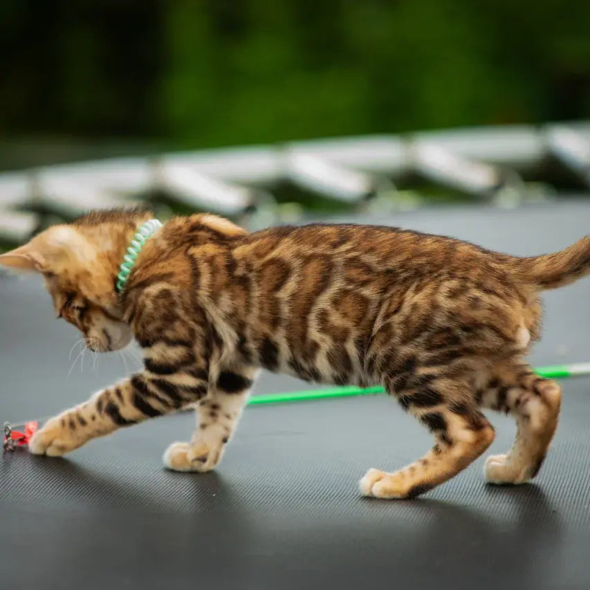 Dilan Bengal male, black spotted tabby