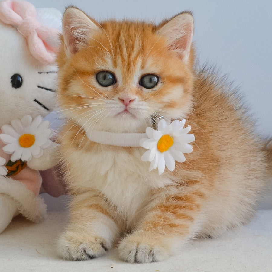 Ilani British Shorthair female, black golden spotted tabby
