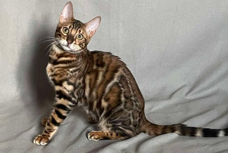 Joker Bengal male, black spotted tabby