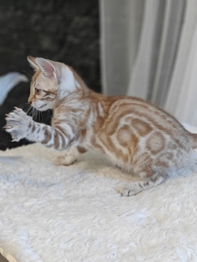 Helen Bengal female black spotted tabby pointed - live animals