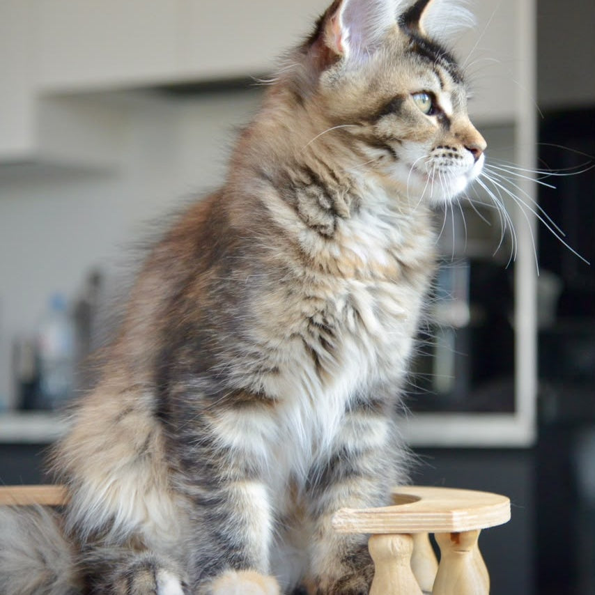 Yuna Maine Coon female, black tabby