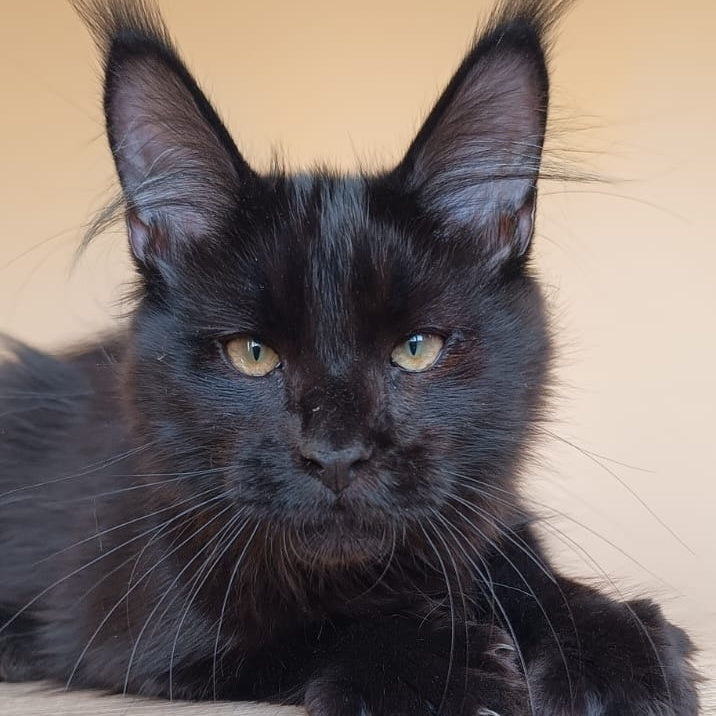 Dallas Maine Coon male, black