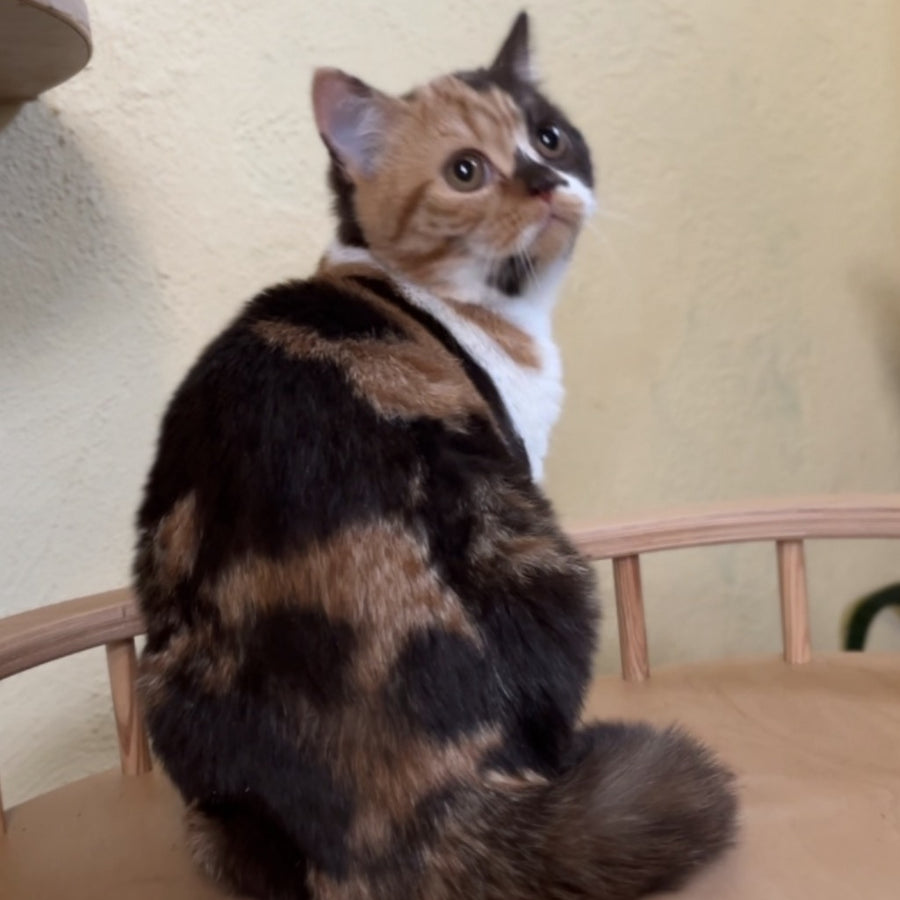 Dream British Shorthair female, chocolate tortie bicolour