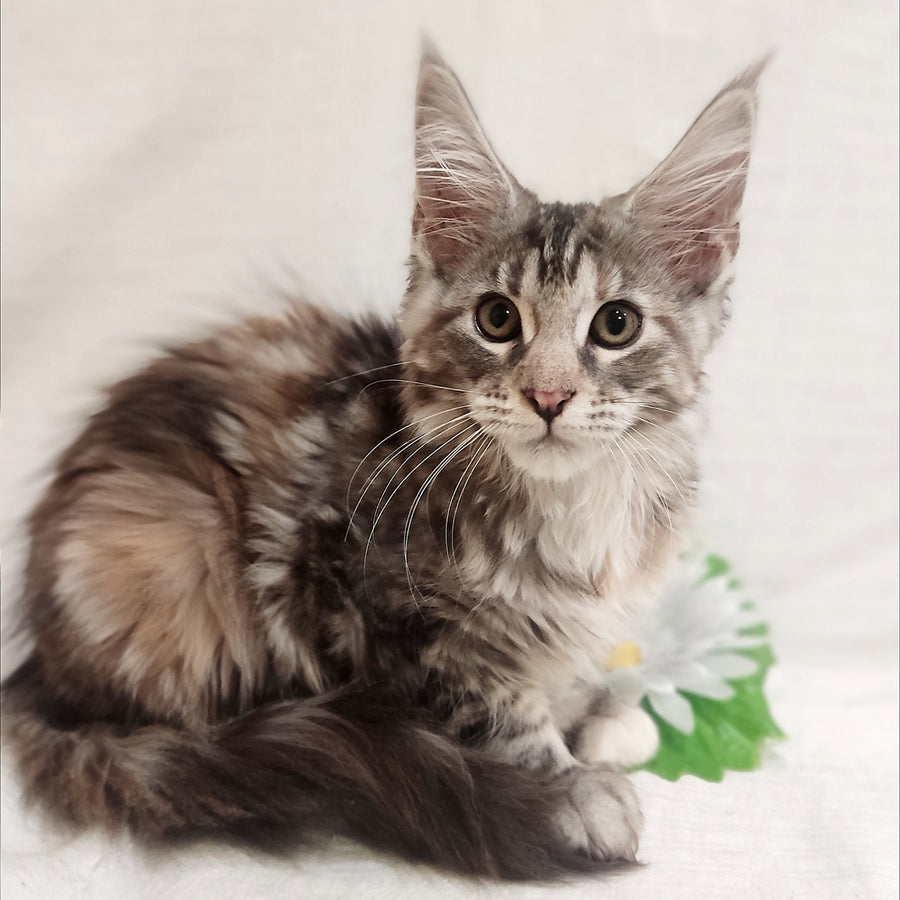 Caramelka Maine Coon female, black tortie silver tabby