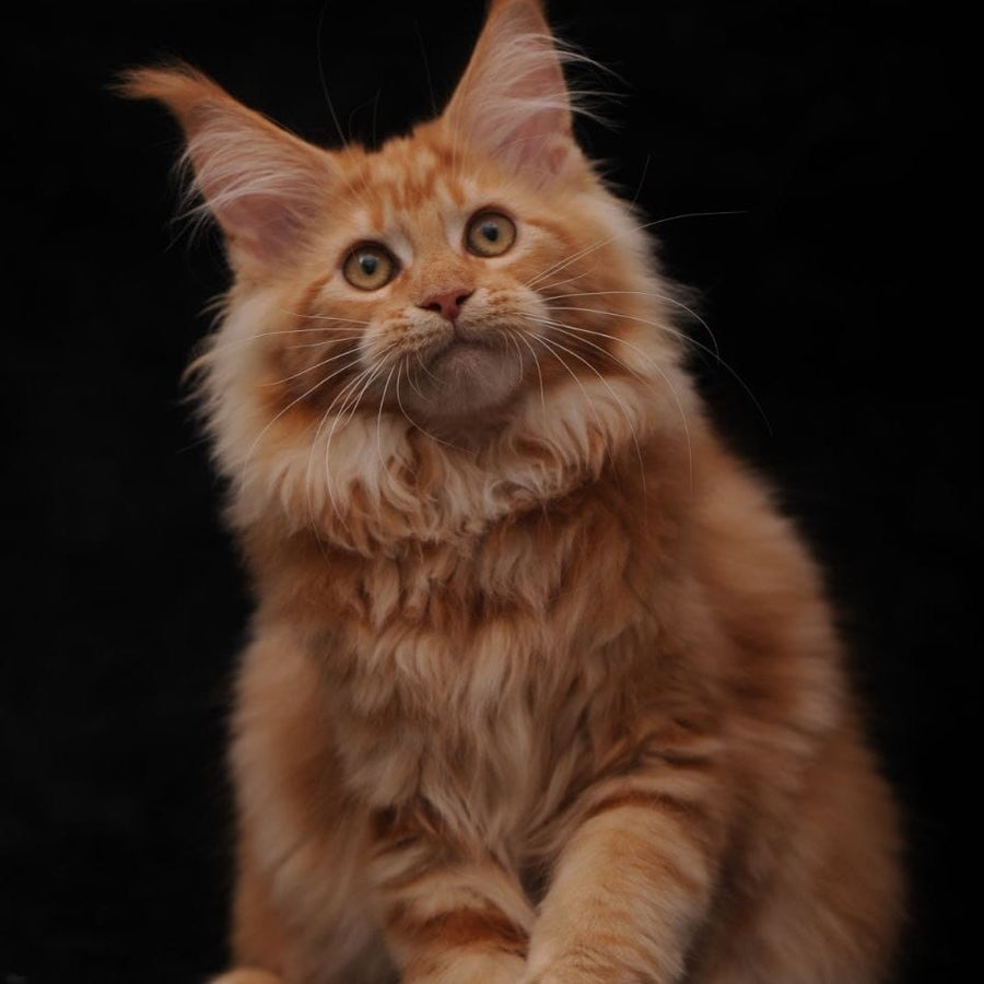 Rakel Maine Coon female, red
