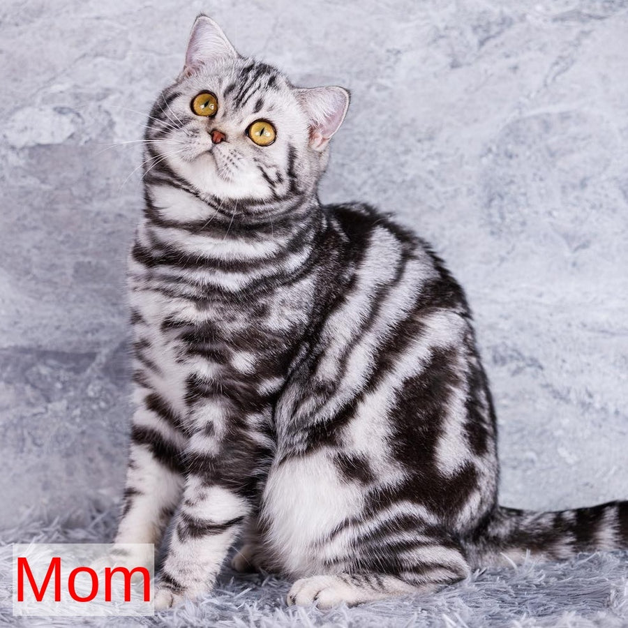 Yuna Scottish Fold female, black silver tabby