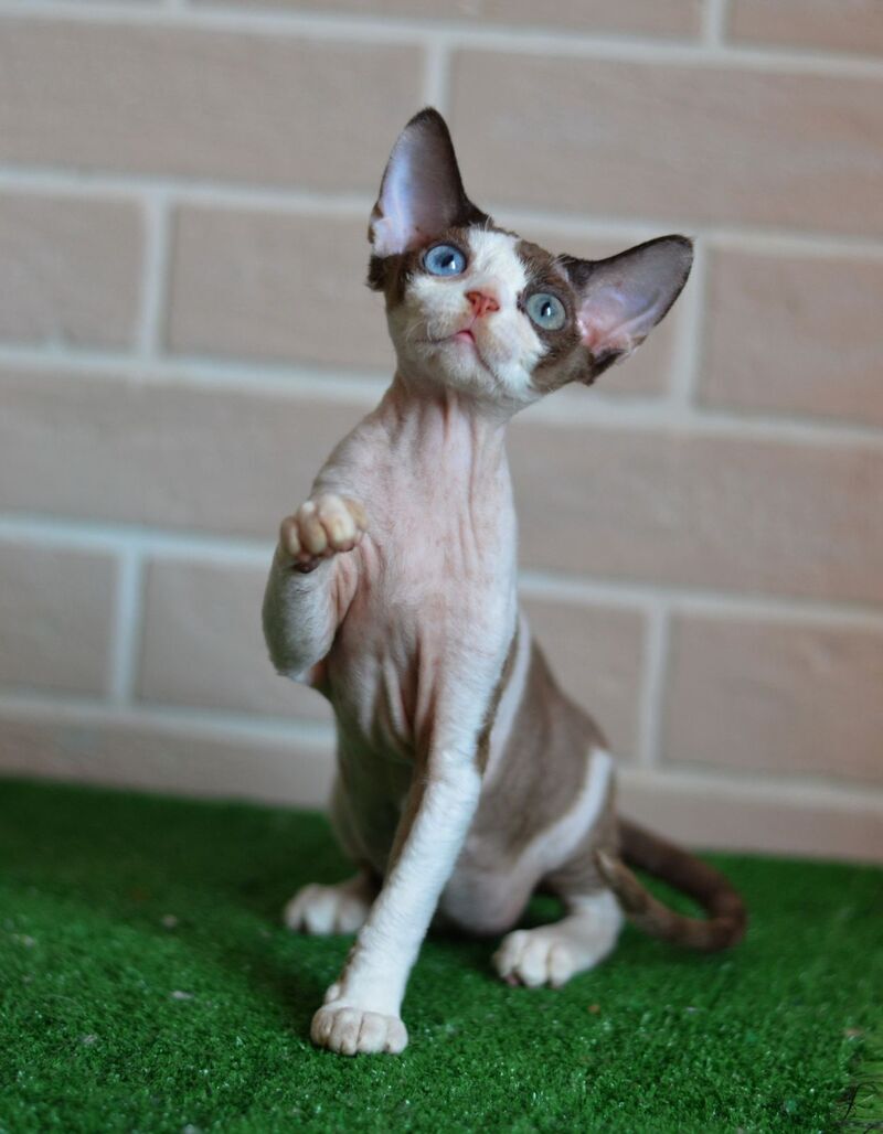 Sofia Devon Rex female, chocolate bicolour