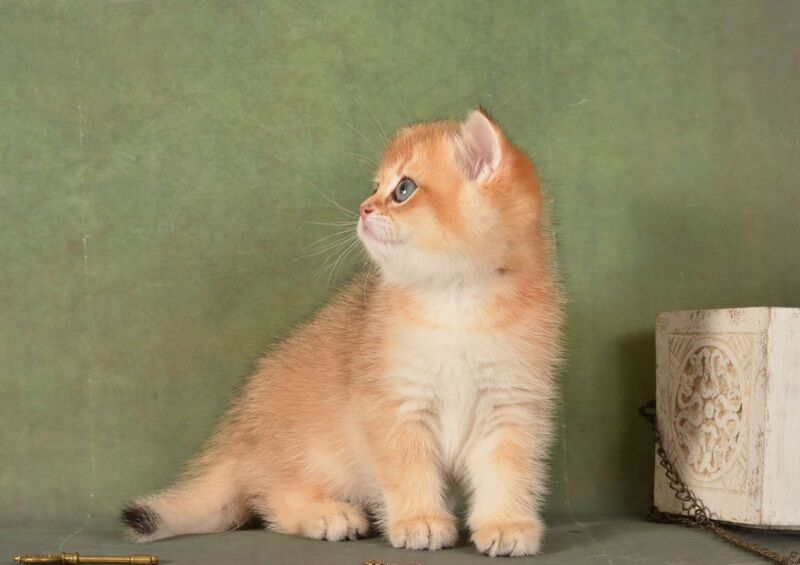Quentin British Shorthair male, black golden shaded