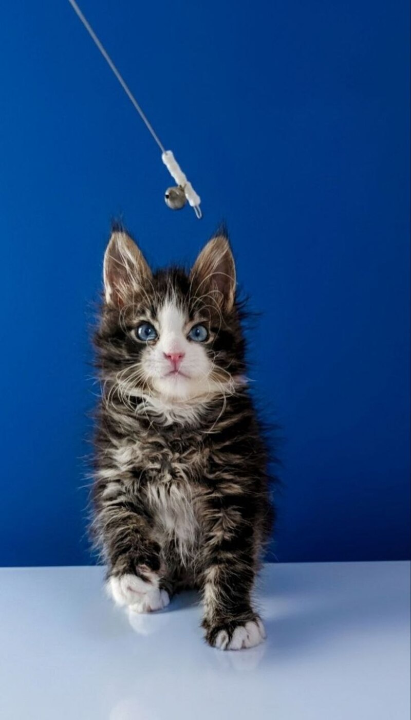 Lamborghini Maine Coon female, black spotted tabby with white
