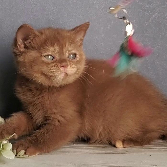 Daffy British Shorthair female, cinnamon tortie