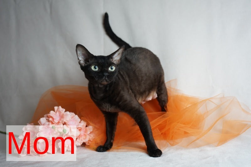 Oniks Devon Rex male, black