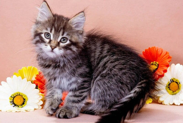 Germes Siberian male black spotted tabby - live animals