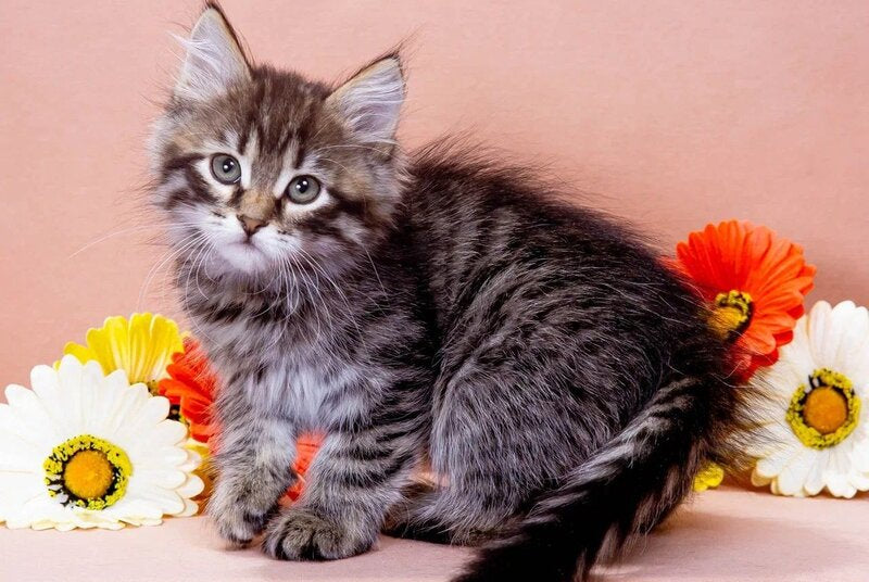 Germes Siberian male black spotted tabby - live animals
