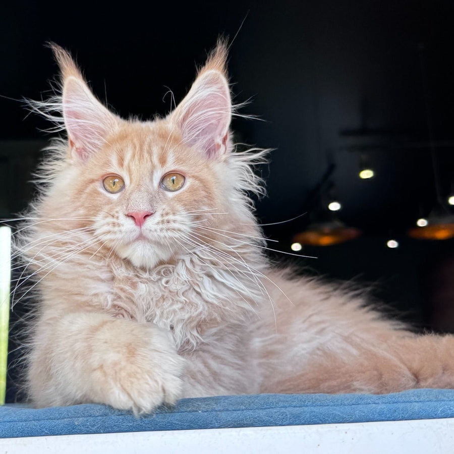 Winston Noir Maine Coon male, cream tabby