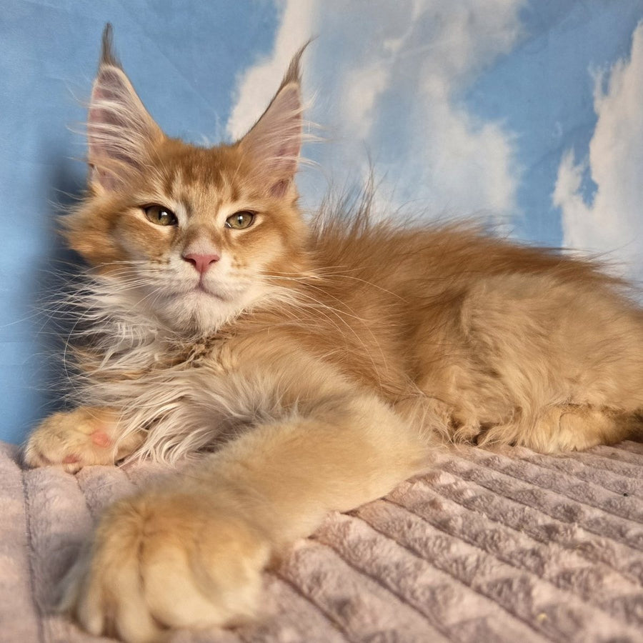 Twix Maine Coon male, red ticked tabby