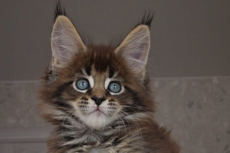 Leopold Maine Coon male black ticked tabby live animals