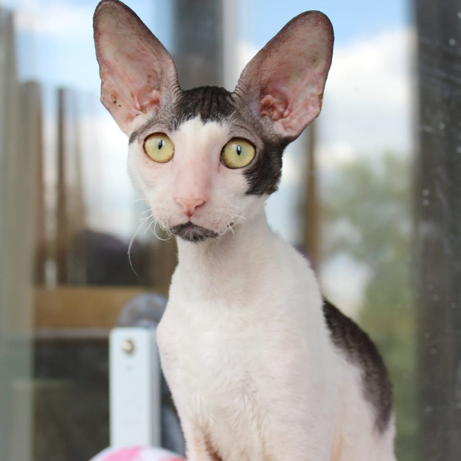 Boreas Cornish Rex male, black bicolour