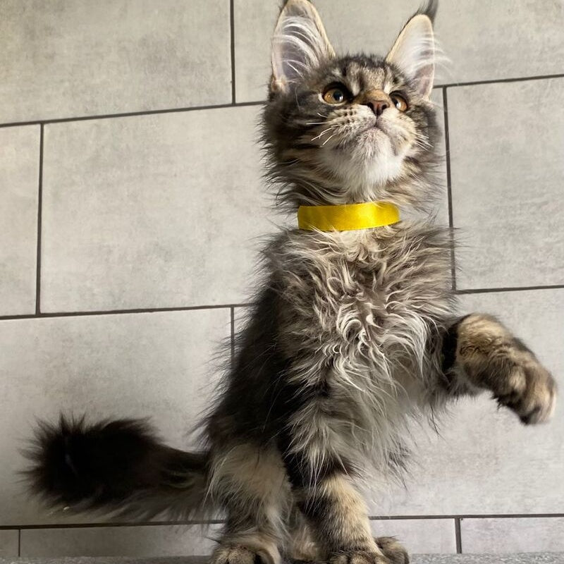 Umba Maine Coon female, black tabby