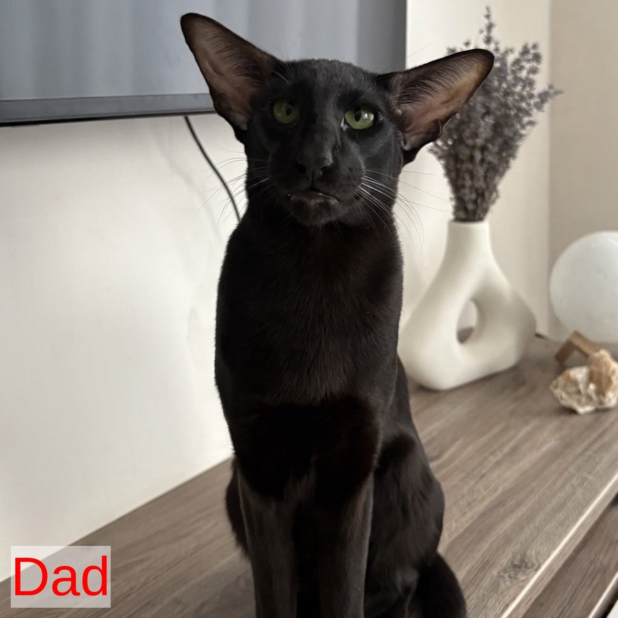 Dexter Oriental Shorthair male, black